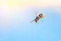 Wasp flies into the sky. macro. background Royalty Free Stock Photo