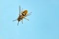 Wasp flies into the sky. macro. background Royalty Free Stock Photo