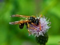Wasp on flower meadow thistles
