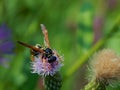 Wasp on flower meadow thistles