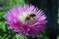 Wasp on a flower Royalty Free Stock Photo