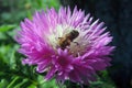 Wasp on a flower Royalty Free Stock Photo