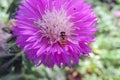 Wasp on a flower Royalty Free Stock Photo