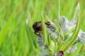 Wasp on a flower Royalty Free Stock Photo