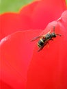 Wasp on flower Royalty Free Stock Photo