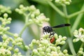 Wasp and flower