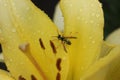 Wasp flower