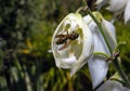 A wasp on a flower