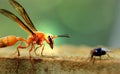 Wasp and fly closeup