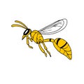 Wasp Flying Drawing