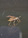 A wasp flying into the room