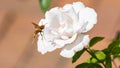 Wasp Flying to a White Rose, Winter Park, Orlando, Florida