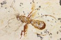 Wasp fossil Royalty Free Stock Photo