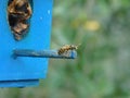 A wasp found where to make her nest