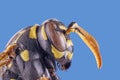 Wasp front view on white background, macro close-up Royalty Free Stock Photo