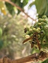 Wasp on fruit