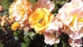 Close-up of a wasp climbing on the petals of a yellow rose