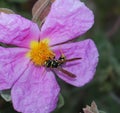 Wasp on a purple Poppy Iceland Papaver flower Royalty Free Stock Photo