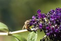 Wasp in garden