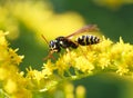 Wasp of the garden on a yellow flower