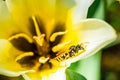 Wasp of the garden on a yellow wild flower macro, selective focus