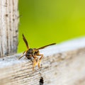 Wasp gathering material for hive