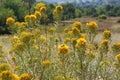 A Wasp Gathering Nectar on Yellow Mountain Rabbitbrush Flowers