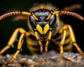 The wasp generative nature of the wasp close-up on blurred background.