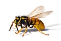 Wasp or German yellowjacket isolated on white background