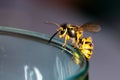 Wasp on a glass - danger in the summer