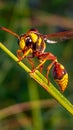 Wasp on the grass