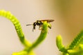 Wasp on grass