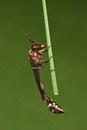 Wasp with green background