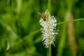 Wasp, green blurred background, selective focus, copy space, South of Russia