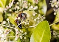 Wasp on a green bush Royalty Free Stock Photo