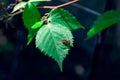 Bunch of ripe grapes on the vine in vineyard Royalty Free Stock Photo