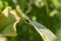 Wasp on the green leaf in nature.Insect Royalty Free Stock Photo