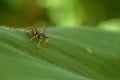 Wasp on the green leaf in nature.Insect Royalty Free Stock Photo