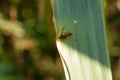 Wasp on the green leaf in nature.Insect Royalty Free Stock Photo