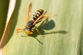 Wasp on the green leaf in nature.Insect