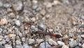 Wasp on the ground Royalty Free Stock Photo
