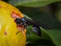 Wasp in the guava fruit