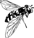 Wasp, hand draw vector illustration art
