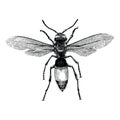 Wasp hand drawing vintage engraving illustration isolate on whit