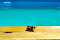 A wasp that has captured a bee and is resting on the edge of a swimming pool Royalty Free Stock Photo