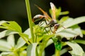 A wasp having a meal Royalty Free Stock Photo