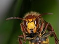 Wasp head Royalty Free Stock Photo