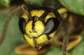 Wasp head and body with feelers