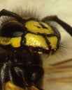 Wasp head and body with feelers