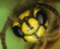 Wasp head and body with feelers